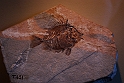 I Fossili di Bolca_16